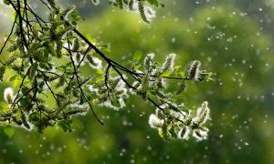 Close-up of pollen in the air that can cause a rise in allergy symptoms